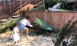 有网友爆料哄娃视频,哄娃神器！网友爆火哄娃视频引热议